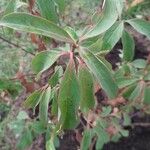 Cornus capitata 叶