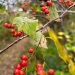 Crataegus phaenopyrum ফল