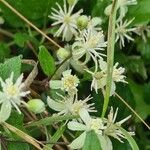 Clematis vitalbaFlower