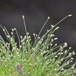 Isolepis