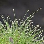 Isolepis cernua फूल