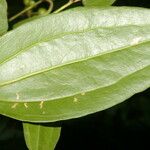 Smilax domingensis Folha