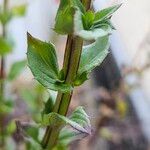 Diascia rigescens List