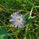Passiflora incarnata Flor