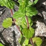 Veronica arvensis Foglia