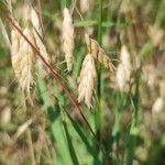 Bromus squarrosus Owoc