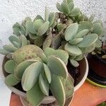 Crassula cotyledonis Leaf