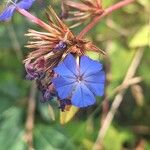 Ceratostigma willmottianumFleur