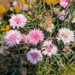 Crepis rubra Flor