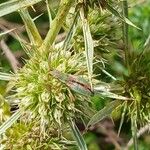 Eryngium campestre Flower