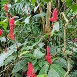 Ruellia chartacea Flor