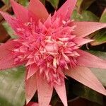 Aechmea fasciata 花