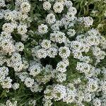 Lobularia maritima Blomst