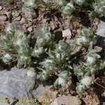 Bombycilaena discolor Habit