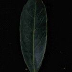 Ilex affinis Leaf
