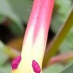 Cuphea cyanea Blüte