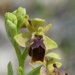 Ophrys × pseudospeculum