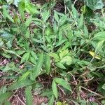 Microstegium vimineum Leaf
