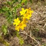 Lithospermum canescens Flower