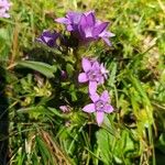 Gentianella germanica Λουλούδι