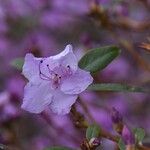 Rhododendron mucronulatum Õis