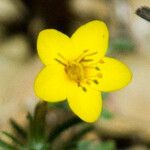 Leptosiphon parviflorus Flower