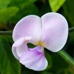 Vigna vexillata Flower