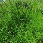 Cyperus latifolius Hoja