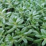 Sedum albumLeaf