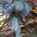 Picea pungensHoja