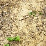 Dichondra carolinensis পাতা