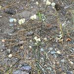 Eriogonum nudum Habitat