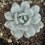 Echeveria laui Blad