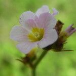 Melochia corchorifolia Λουλούδι