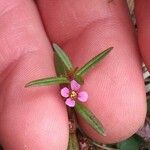 Ammannia coccinea Kukka