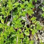 Thymus serpyllum Leaf