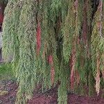 Cupressus nootkatensis Folha