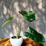 Philodendron burle-marxii ഇല