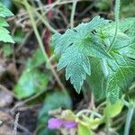 Geranium endressii Ліст