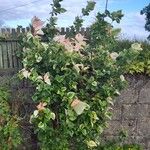 Bougainvillea spp. Habitat