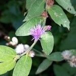 Lepidaploa arborescens Flower