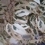 Ficus benjamina Yaprak