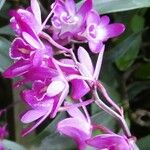 Dendrobium kingianum 花