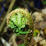 Polystichum braunii Foglia