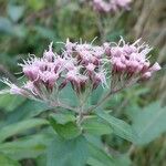 Eupatorium cannabinum花