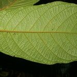 Coccoloba mollis Blatt