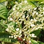 Psychotria venosa പുഷ്പം