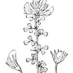 Ononis striata Other