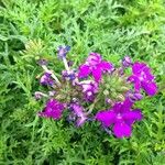 Verbena tenera Flower