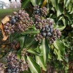 Hedera helix Fruit